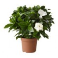 Gardenia